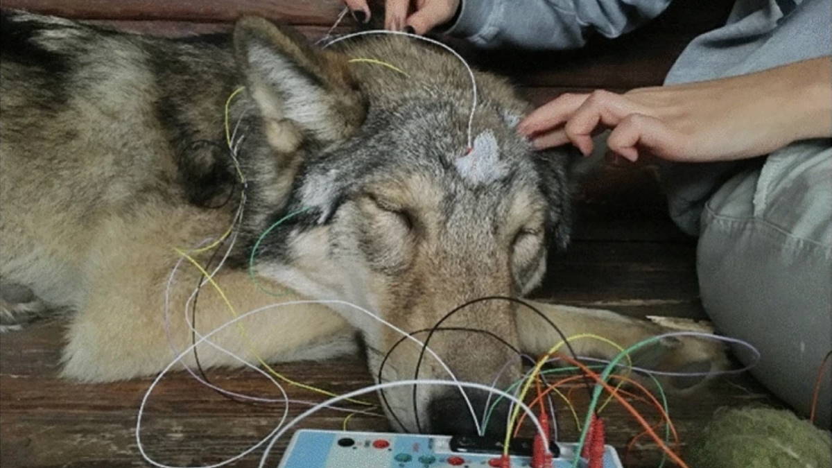 Ученые впервые изучили мозг спящих волков и сравнили их сон с собачьим