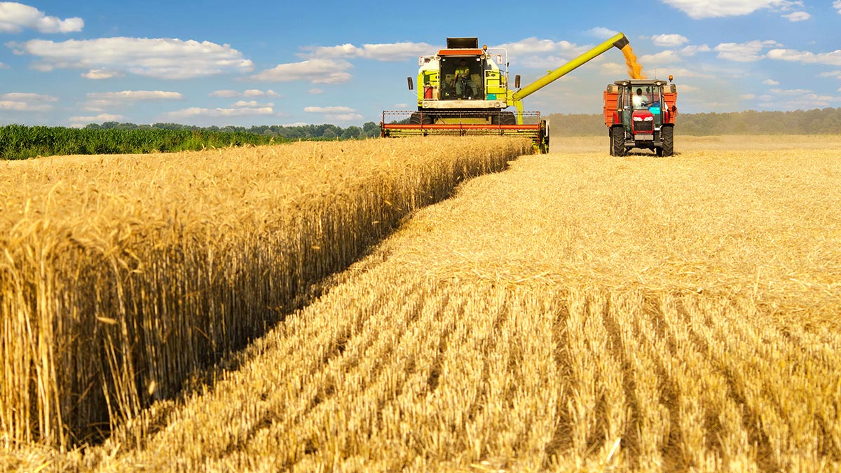 Крымские аграрии намолотили первый миллион тонн зерна