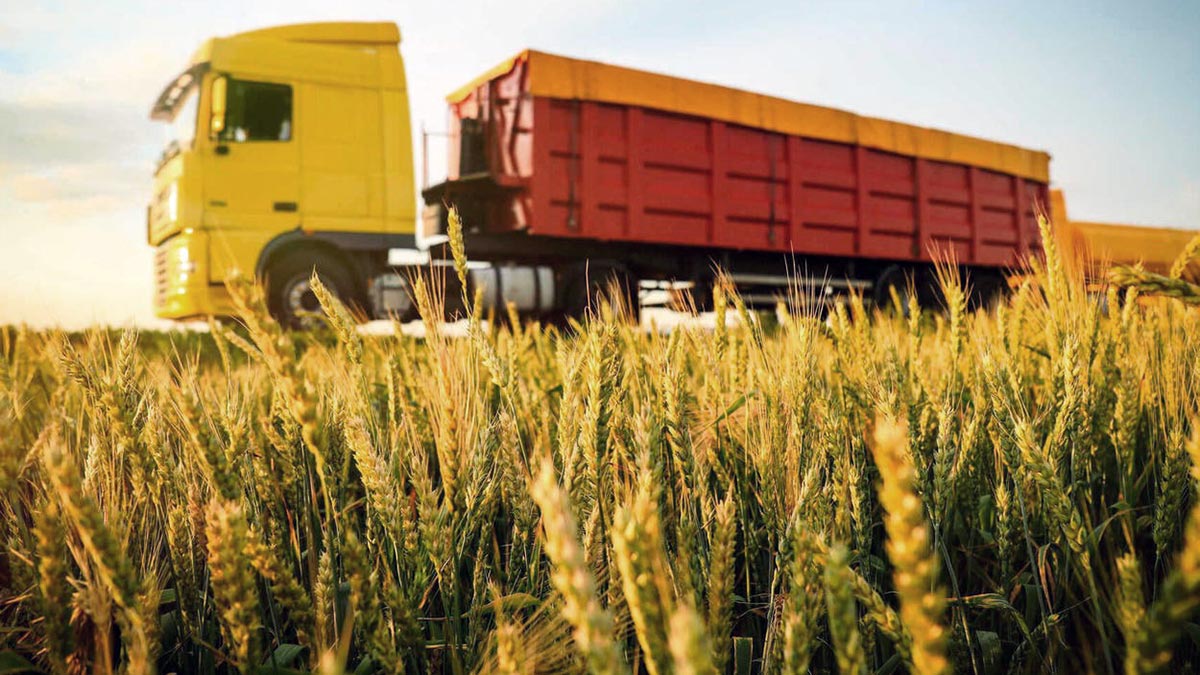 В России побит исторический рекорд по сбору зерна