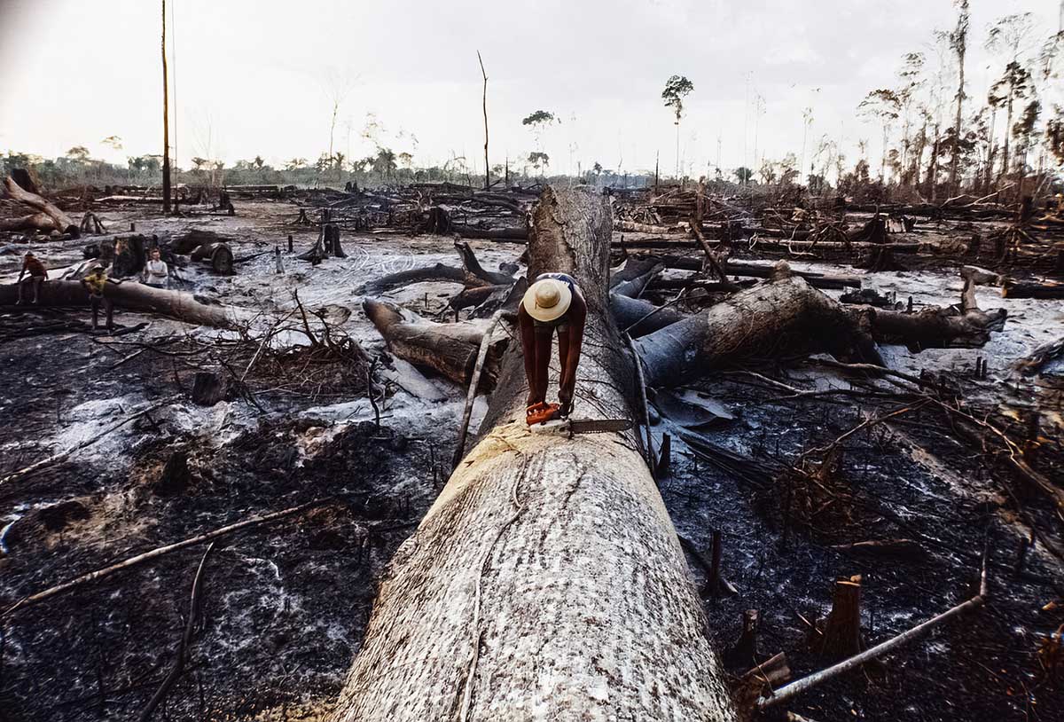 Лесозаготовки, расчистка тропических лесов Амазонки