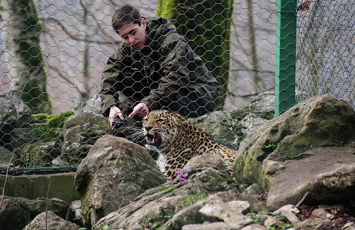 В "Центре восстановления леопарда на Кавказе"