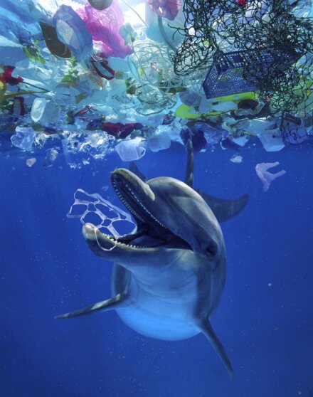 Дельфин и пластиковый мусор