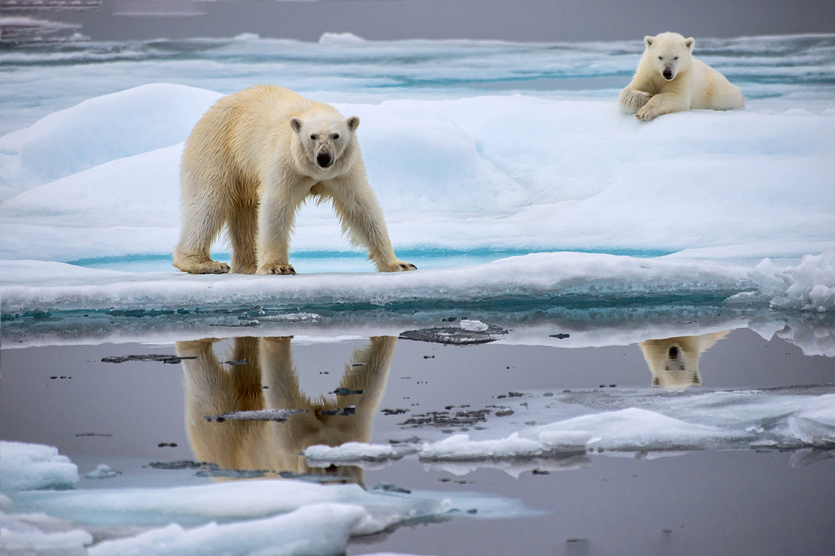 Белые медведи на льдине