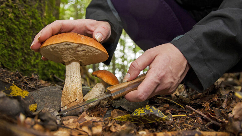 Миколог назвал сроки урожайной грибной волны в Подмосковье