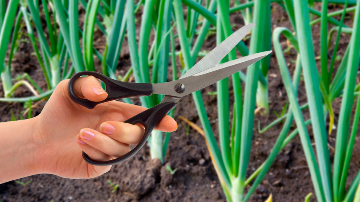 Как срезать лук на зелень, чтобы он продолжал расти: советы и методы