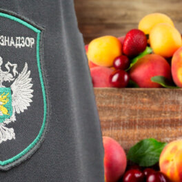 Россельхознадзор обнаружил пятикратное превышение пестицидов во фруктах и овощах из Армении