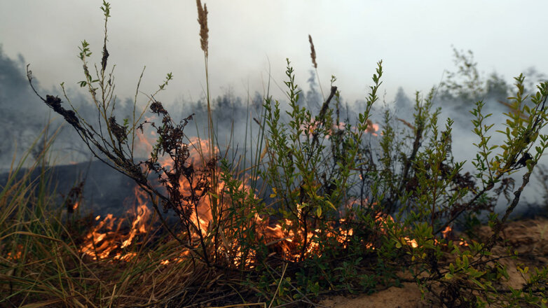 Площадь лесных пожаров в Рязанской области превысила 20 тысяч гектаров