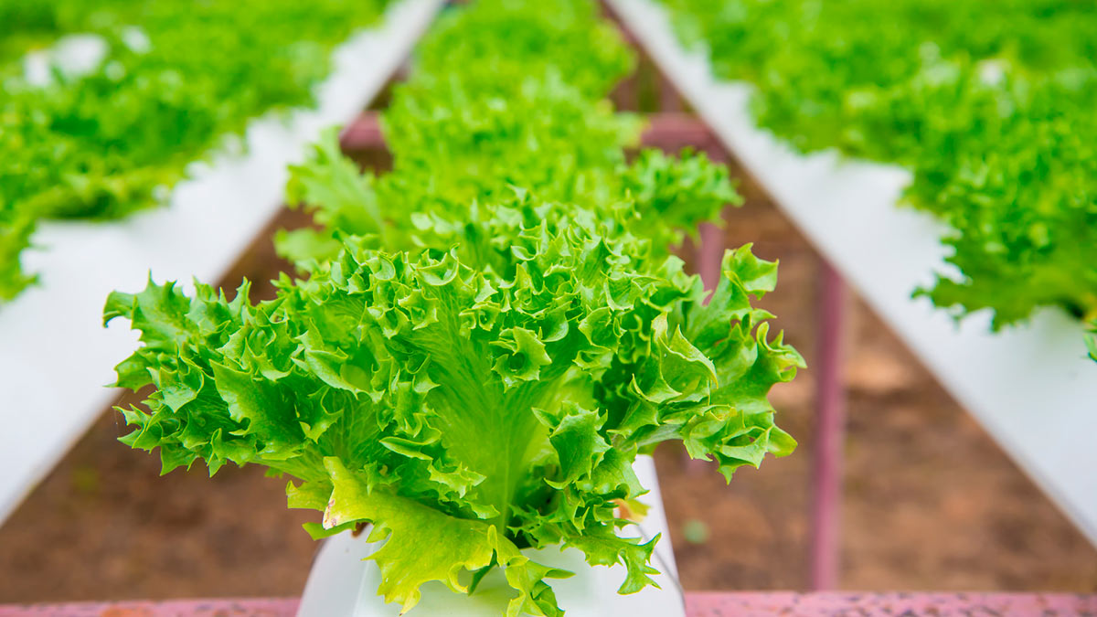 Как вырастить салат латук в теплице: советы и тонкости ухода