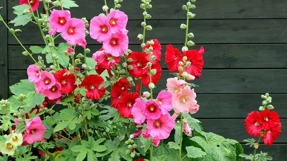 Hollyhock Мальва