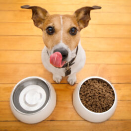 Как выбрать корм для собаки в соответствии с породой: советы ветеринара