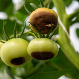 Вершинная гниль на помидорах: причины и чем обработать, чтобы сохранить урожай