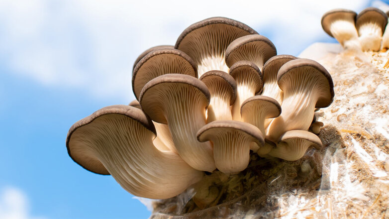 Как вырастить грибы на даче: простые хитрости для садоводов