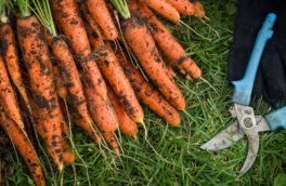 Как и когда обрезать ботву у моркови, чтобы не лишиться урожая: правила и сроки