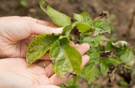Фитофтороз томатов и картофеля: чем обработать растения, чтобы не потерять урожай