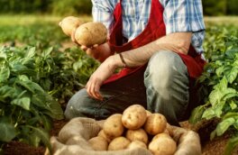 Как получить большой урожай крупного вкусного картофеля: советы экспертов и лайфхаки при посадке