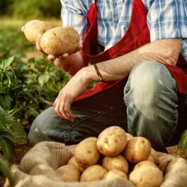 Как получить большой урожай крупного вкусного картофеля: советы экспертов и лайфхаки при посадке