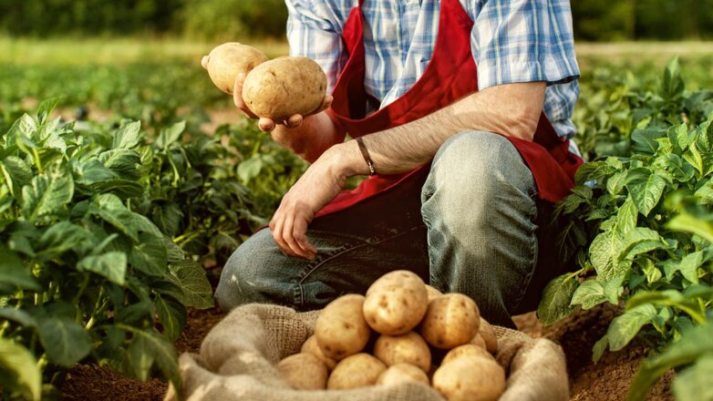 Как вырастить картофель крупнее кулака: простые советы дачникам