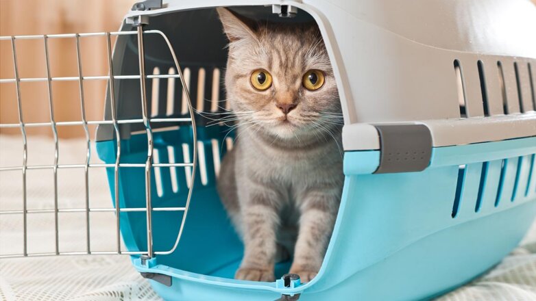 В РЖД изменят правила перевозки животных после гибели кота Твикса