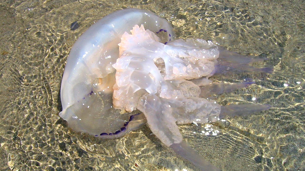 медузы моря