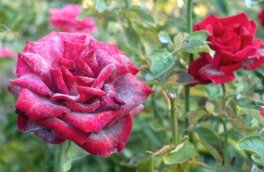 Как избавиться от мучнистой росы на розах: простые, но эффективные методы