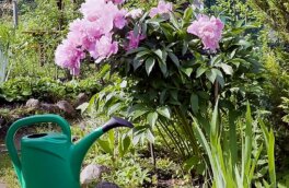 Чем подкормить пионы осенью, чтобы цветы были крупными: советы опытных огородников