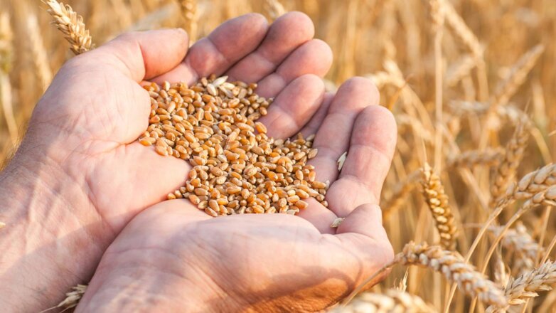 Европейский бизнес намерен локализовать производство семян в РФ