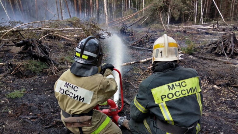Кабмин оценил ход борьбы с лесными пожарами в Рязанской области