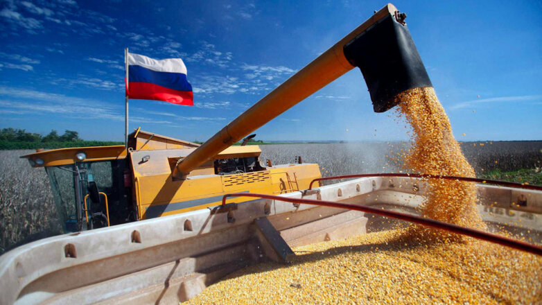 Сбор зерна в России