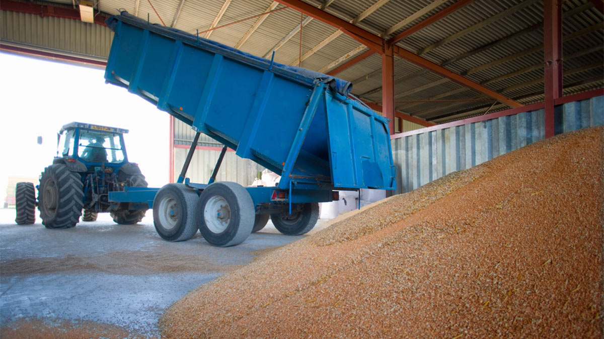 Запасы зерна в России выросли на 51,8% в 2022 году