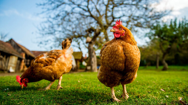 СМИ: производители мяса предложили ограничить содержание домашних птиц