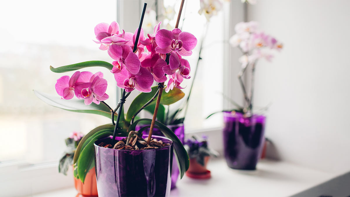 Погубят орхидею: 4 ошибки в уходе за растением