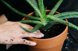 Как вырастить алоэ вера дома: инструкция и все тонкости ухода