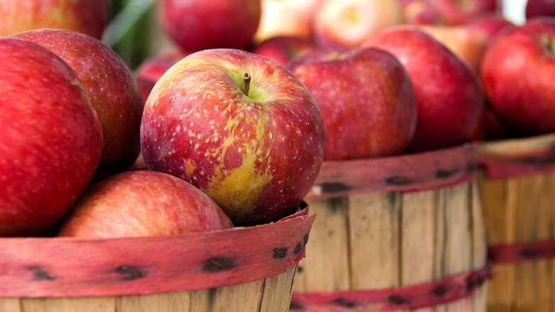 Хранение яблок зимой: сорта, температура, условия и способы