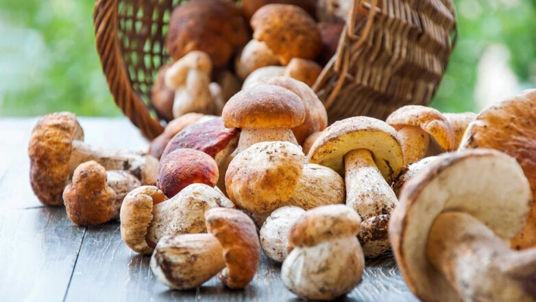 Как правильно собирать грибы и что делать с червивыми: советы миколога