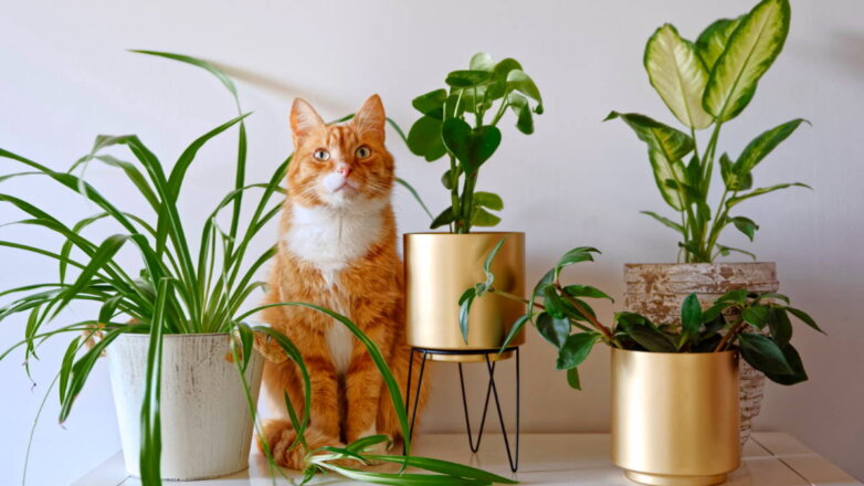Растения и кошки: 7 правил совместной жизни