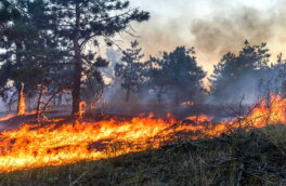 Лесной пожар под Новороссийском охватил 3 базы отдыха