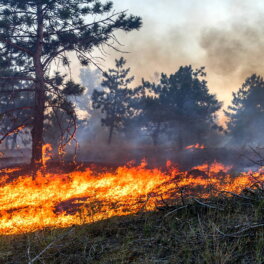 Лесной пожар под Новороссийском охватил 3 базы отдыха