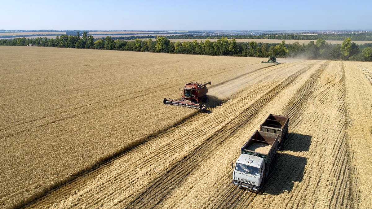 Минсельхоз США повысил прогноз сбора пшеницы в РФ до 91 миллиона тонн