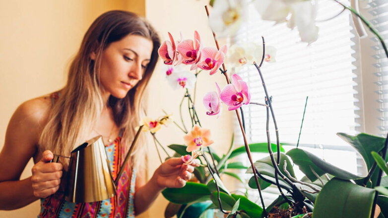 Как не погубить орхидею: 4 частые ошибки, которых нужно избегать