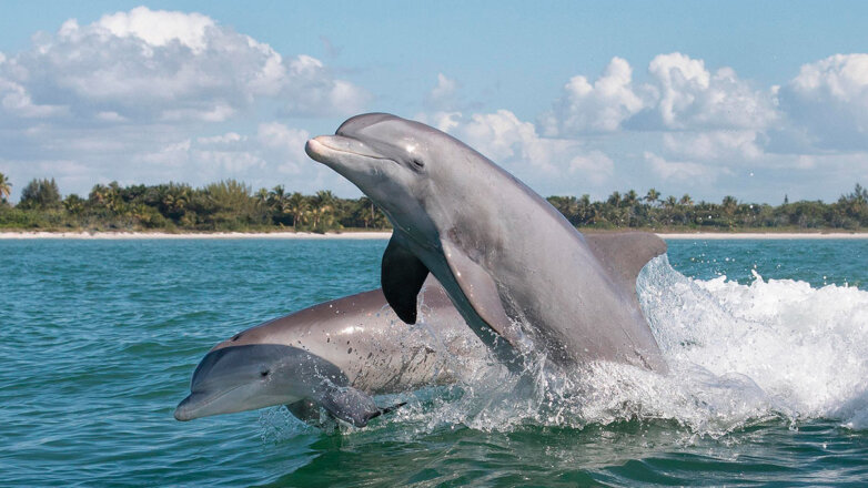 Эксперт допустил охрану Севастопольской бухты от диверсантов боевыми дельфинами