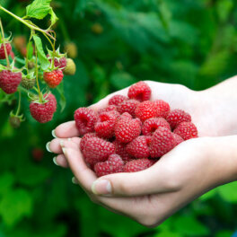 Для сладких ягод: чем подкормить малину весной