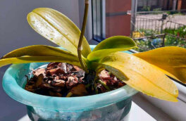 У орхидеи желтеют листья: основные причины и как помочь растению