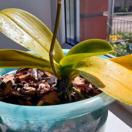 У орхидеи желтеют листья: основные причины и как помочь растению