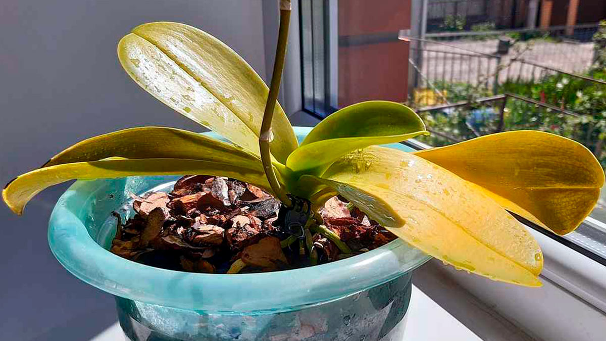 почему у орхидеи желтеют листья