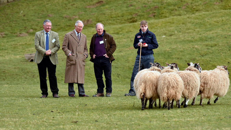 Принц Чарльз и овцы