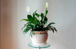 Как спасти спатифиллюм, если у него вянут листья: советы эксперта