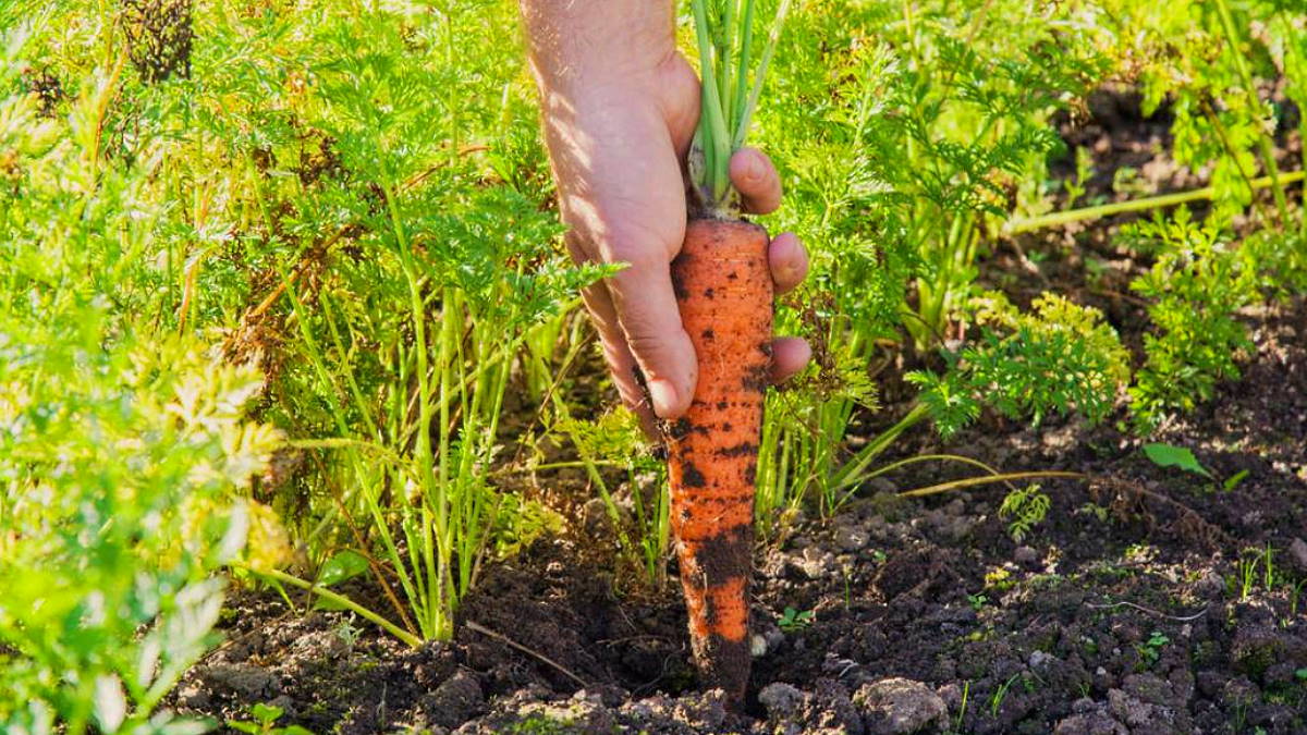 В каком месяце сажают морковь. Сеем морковь летом. Уборка корнеплодов. Морковь посадка и уход в открытом грунте весной. Как правильно сеять морковь в открытый грунт весной.