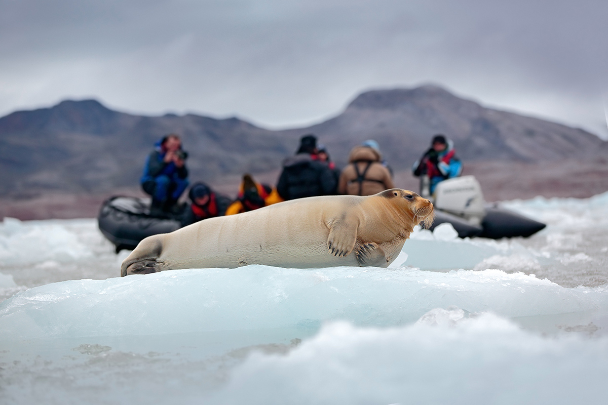Бородатый тюлень на бело-голубом льду арктического Шпицбергена, Норвегия, моторная лодка с туристами на заднем плане.