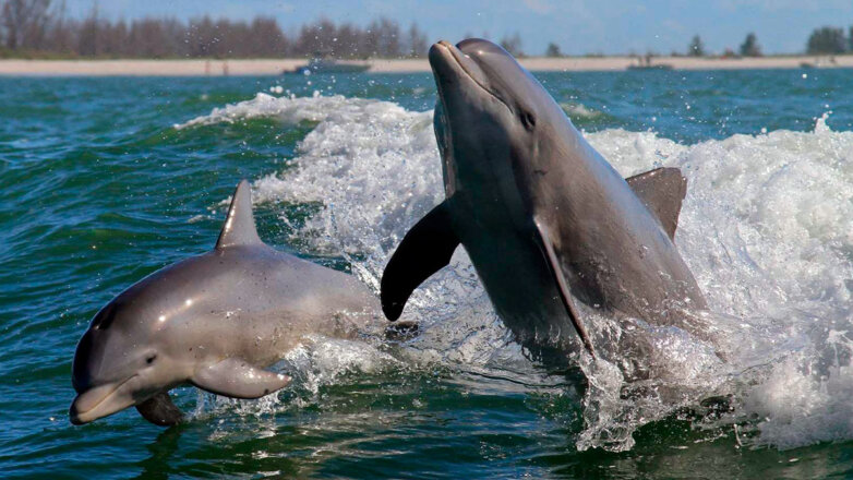 В Севастополе пытаются спасти выброшенных в открытое море дельфинов