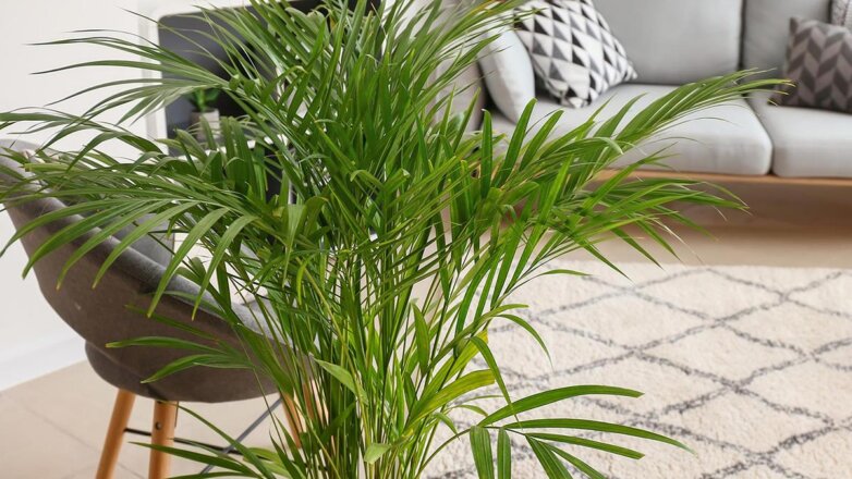 Названы 5 эффектных комнатных растений для интерьера в стиле минимализма
